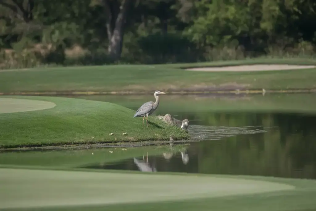 Great Blue Heron At Edge Of Golf Course Pond With Manicured Fairway Background